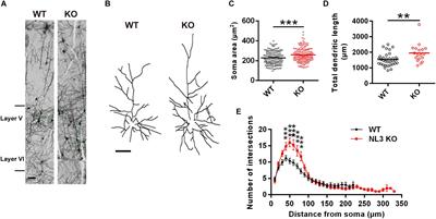 Neuroligin 3 Regulates Dendritic Outgrowth by Modulating Akt/mTOR Signaling